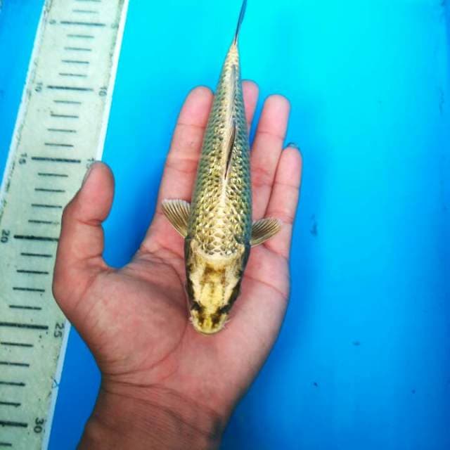 BABY MUKASI GINRIN