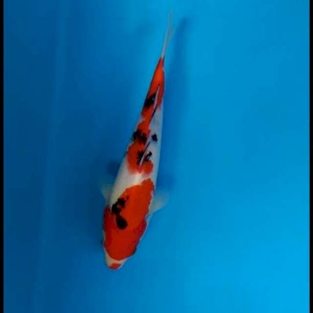 Sanke 30cm