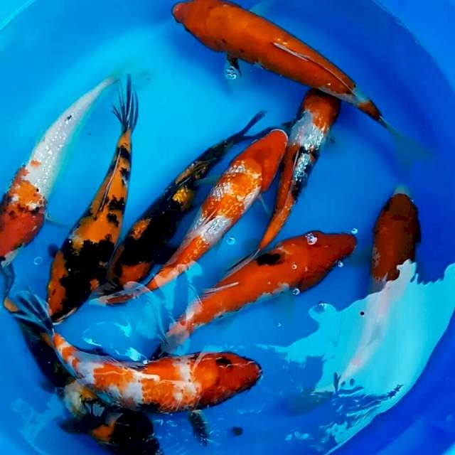 20cm || MIX