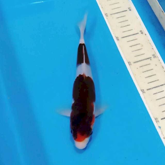 Budhogoromo