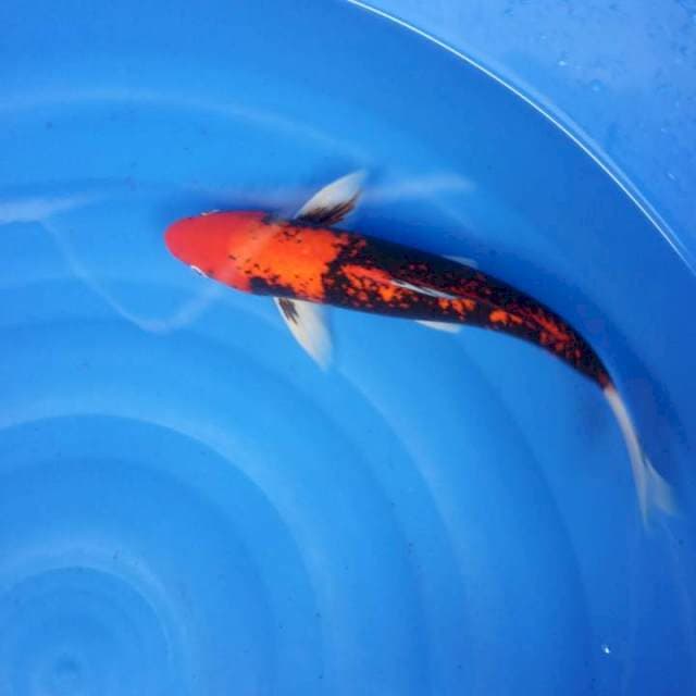 Yamabake jantan