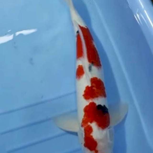 TAISHO SANSHOKU 46 CM JANTAN