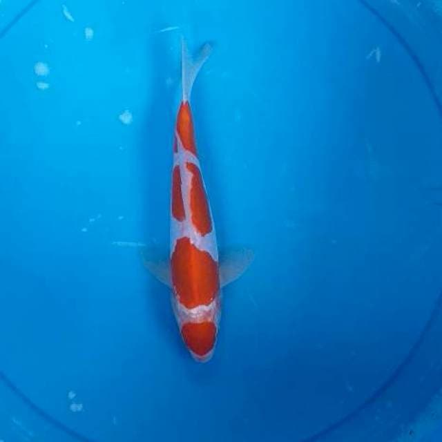 Kohaku doits
