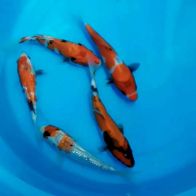 Ginrin 15 cm