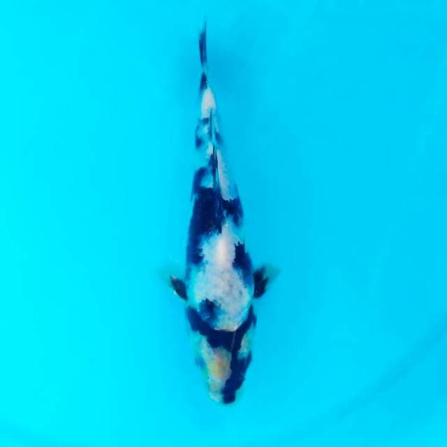 shiro joz male