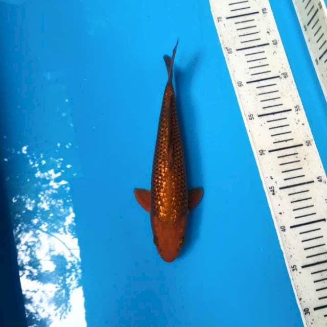 Ginrin chagoi 26cm Jantan