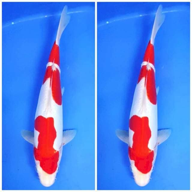 YUZU ~ DOITSU KOHAKU 28CM