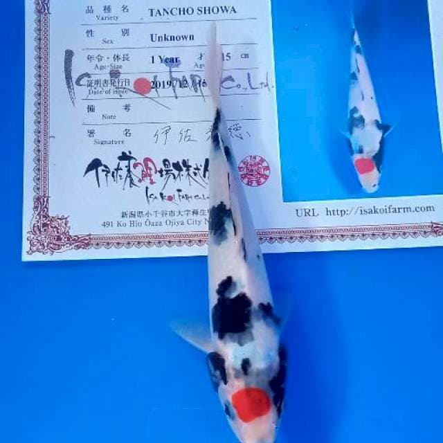 Tancho showa tosai