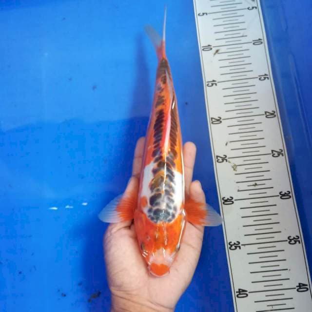 Shusui 30cm