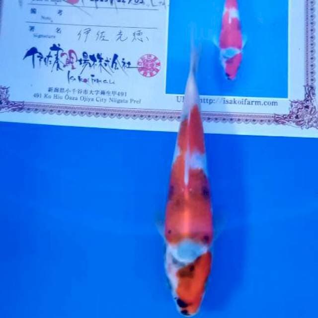 Showa isa tosai