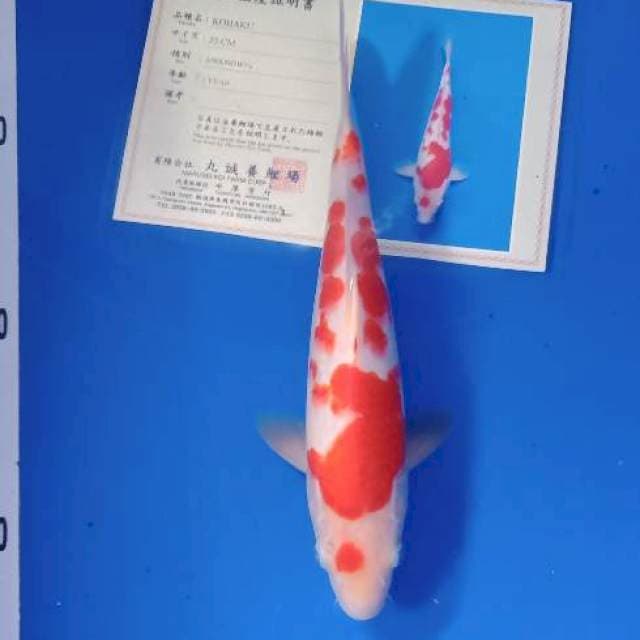 Kohaku bulky marusei import