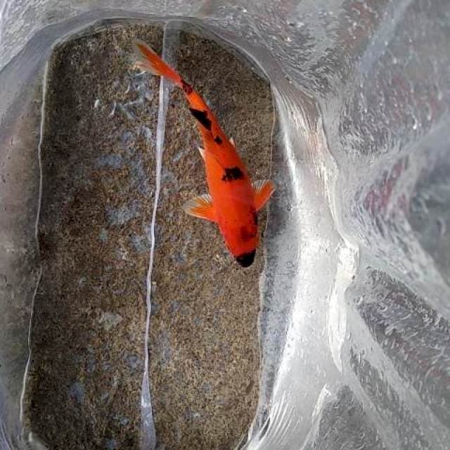 Kawari kucibeni