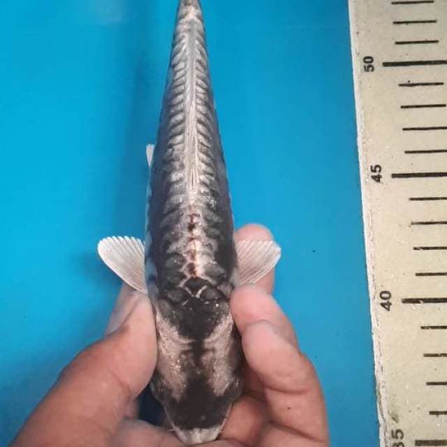 SHERAP SISIK NAGA 20 CM