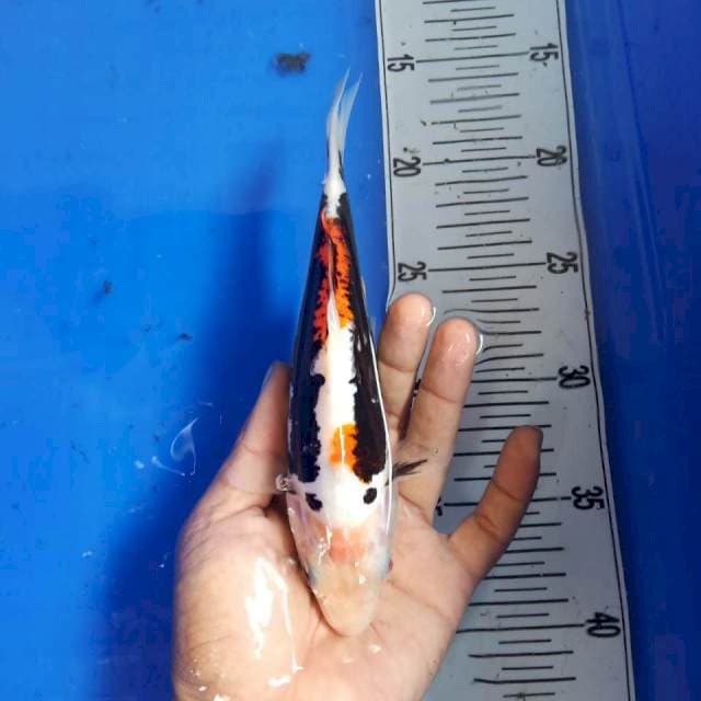 20cm kumon