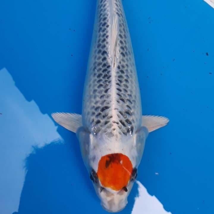 Original tanco kujaku