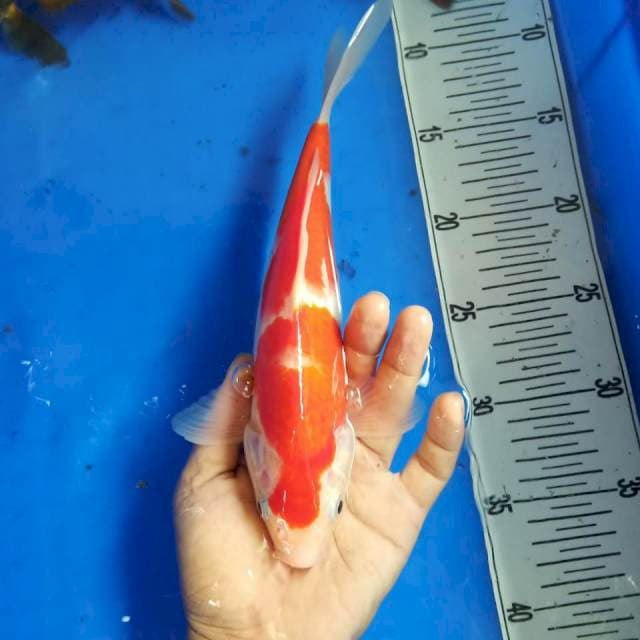 Kohaku 27cm