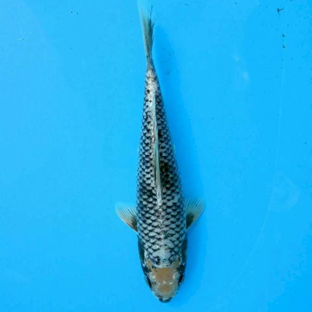 Matsukawabake 25 cm