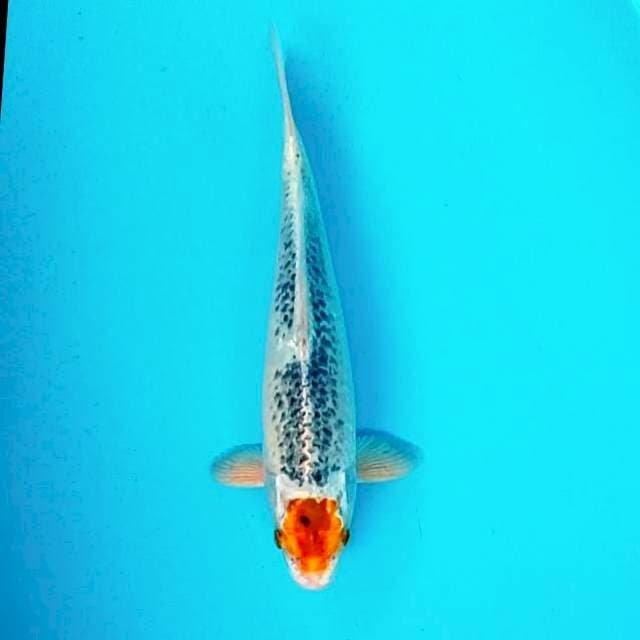 Tancho kujaku*30cm
