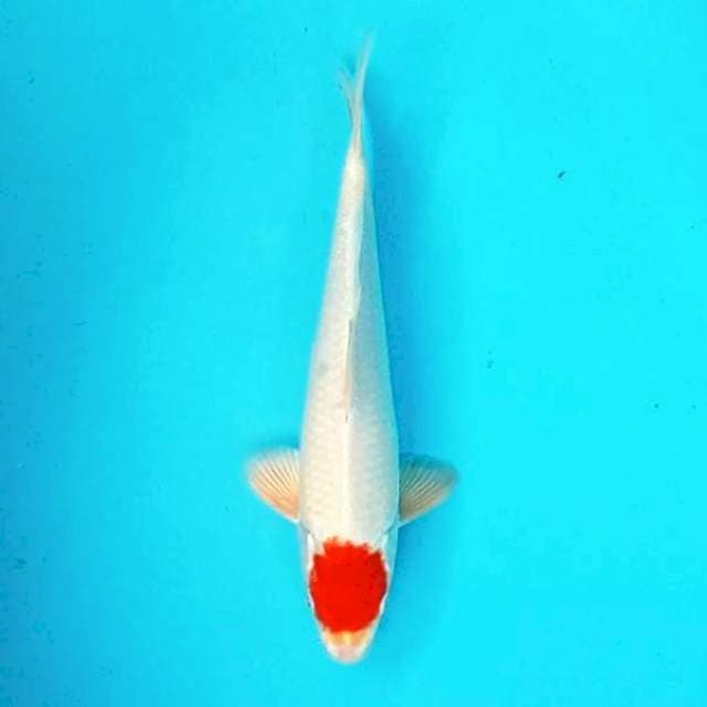 Tancho*29cm hikari