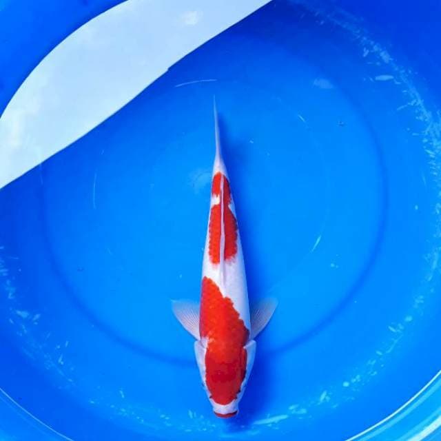 Kohaku Kuchibeni Quality