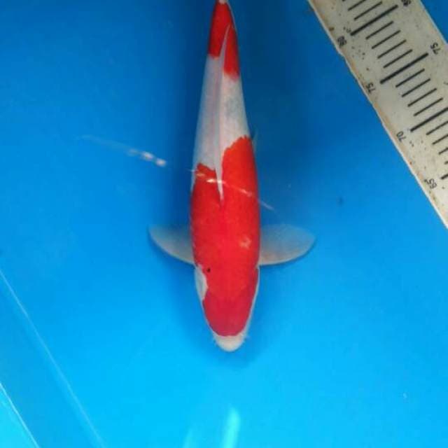 Tategoi sanke male 37cm