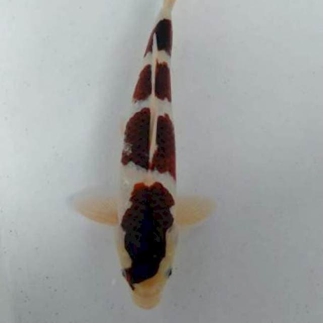 Goromo SQ 35cm
