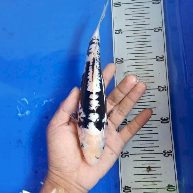 Chorona 25 cm male