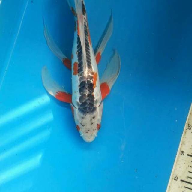 Red Hirenaga shusui 37cm male