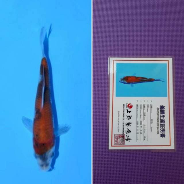 Ueno showa 13cm serti