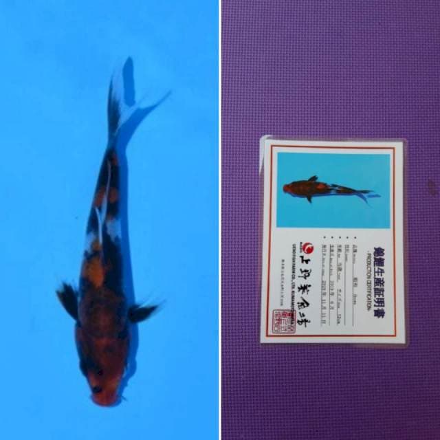 Ueno showa 13cm serti
