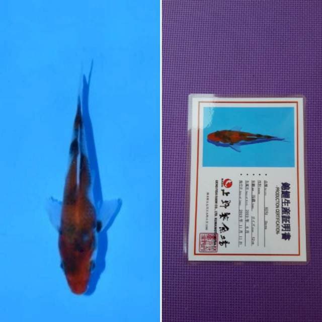 Ueno showa 12cm serti