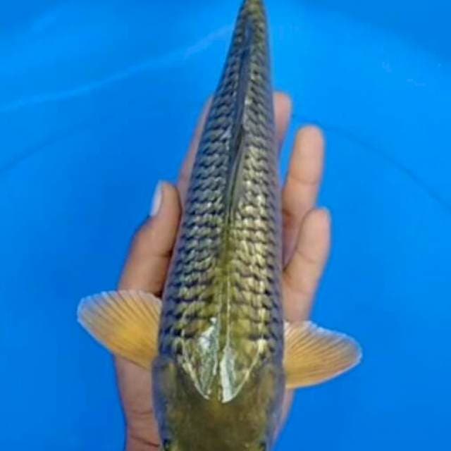 Midorigoi Gindrin Munuk