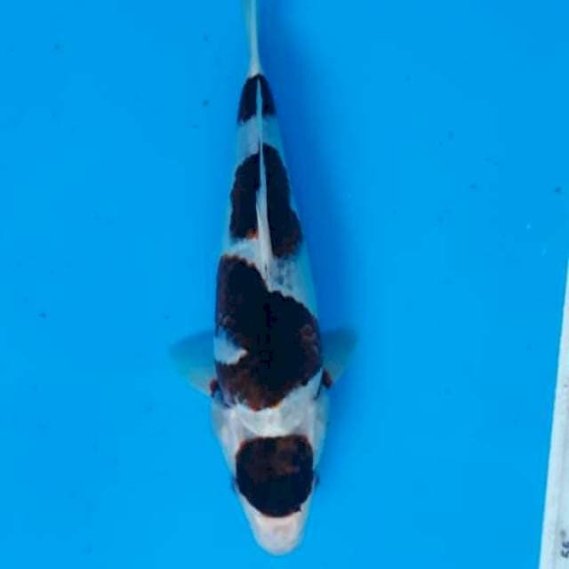 Maruten Goromo SQ 30cm
