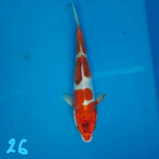 Kikko 26cm