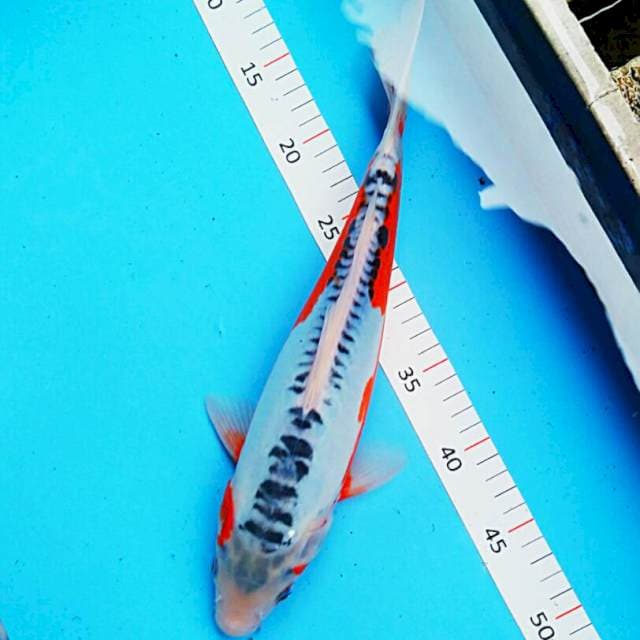 Hana shushui josss 35cm