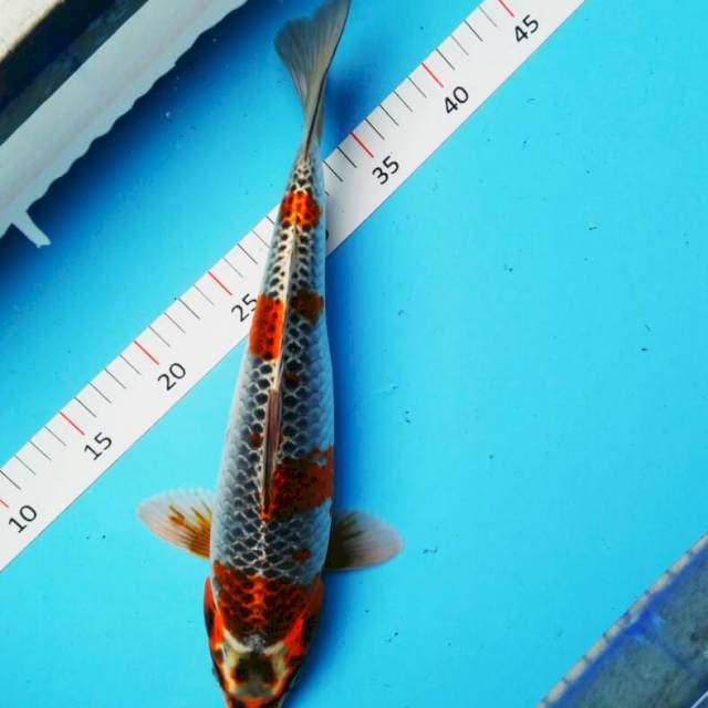 Goshiki 36cm