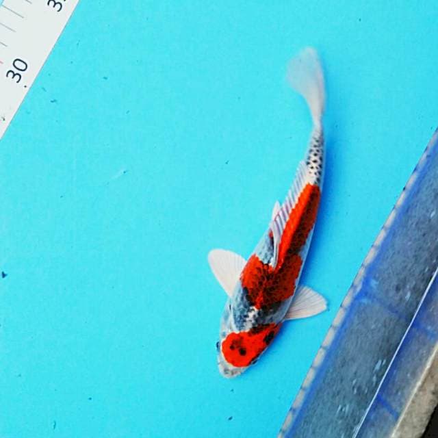 Mini red 20cm male