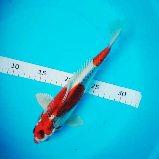 Strong 24cm male