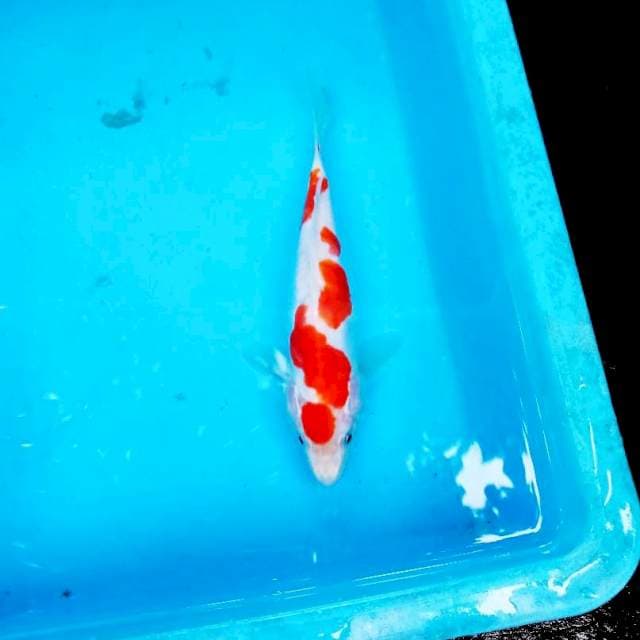 NJK - KOHAKU DOITSU 