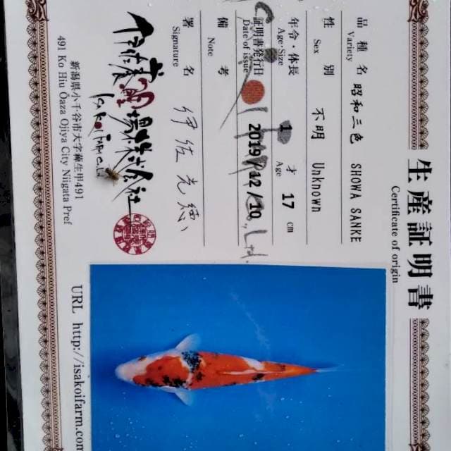 Showa import isa