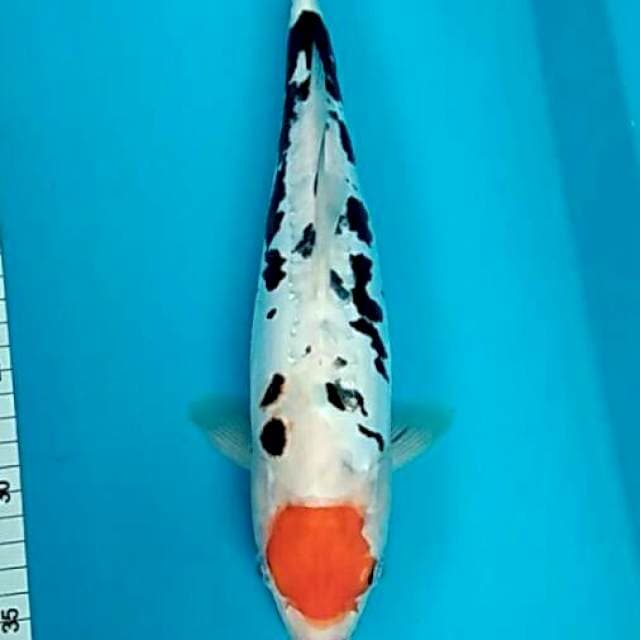 Maruten bulky dalmatian kumon/sanke 34cm