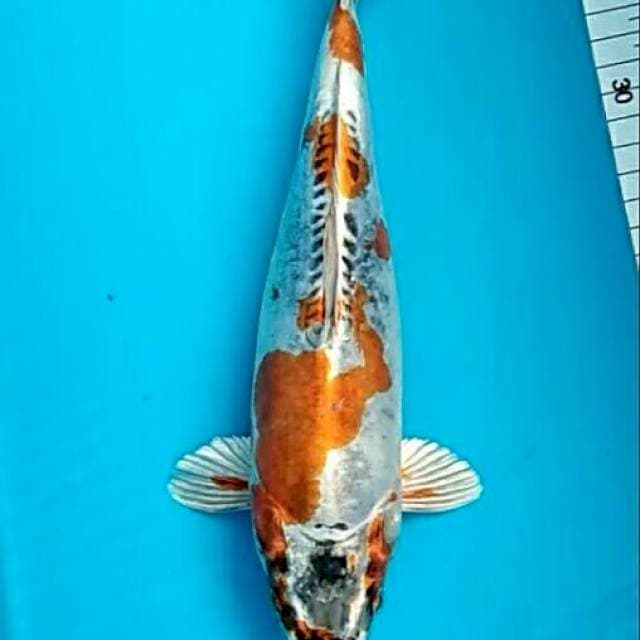 Metalik bulky kin kikokuryu 29cm