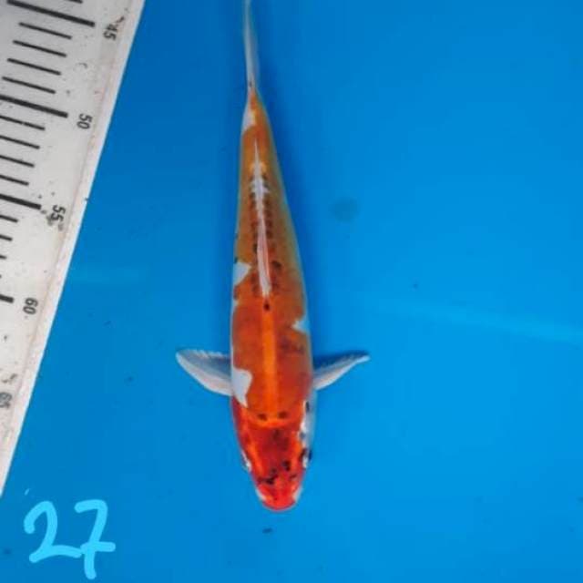 Kujaku doit 27cm