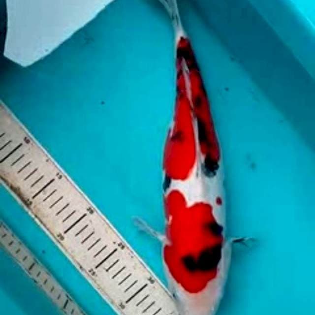36cm SANKE