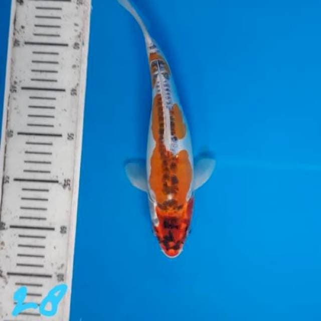 Kujaku doit 28cm