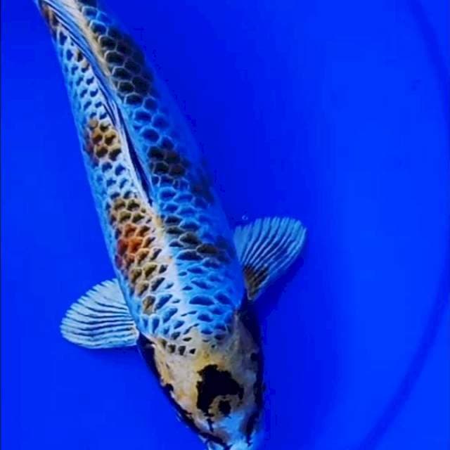 37cm BENI GINGA