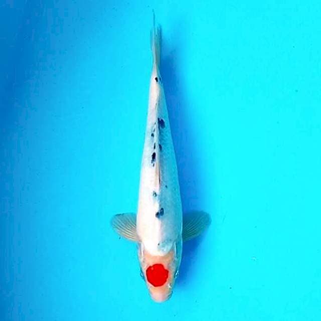 3. Tancho Sanke || 30 cm