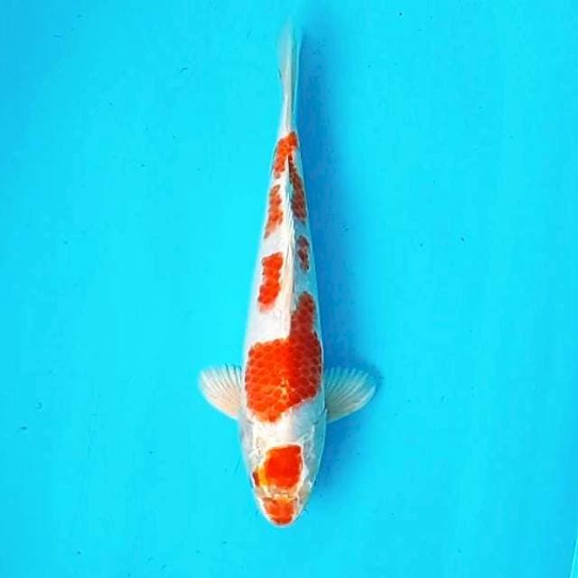 4. Kohaku Hikari || 30 cm