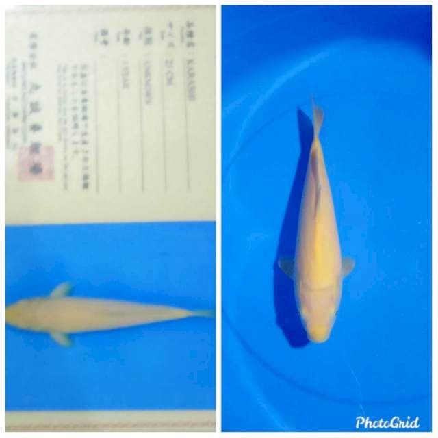 Karashi body joss import marusei farm