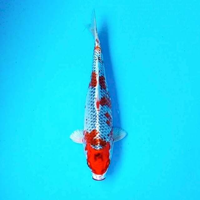 7. Kujaku || 28 cm
